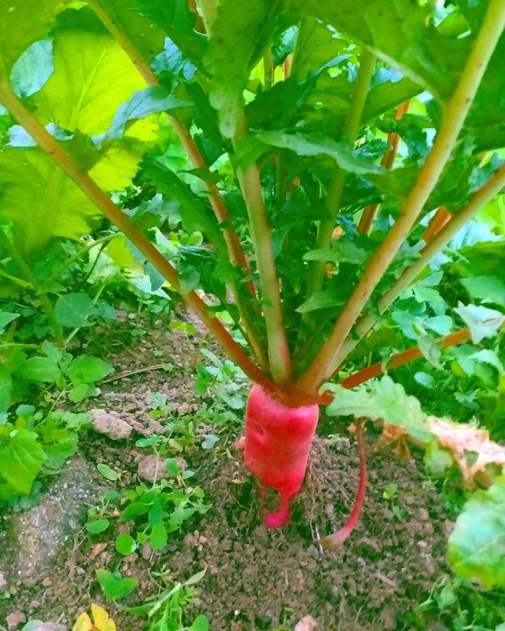 Suma Aavaas Farmstay Dardzsiling Kültér fotó
