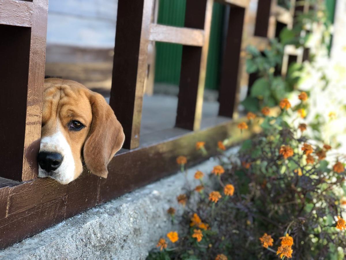 Suma Aavaas Farmstay Dardzsiling Kültér fotó